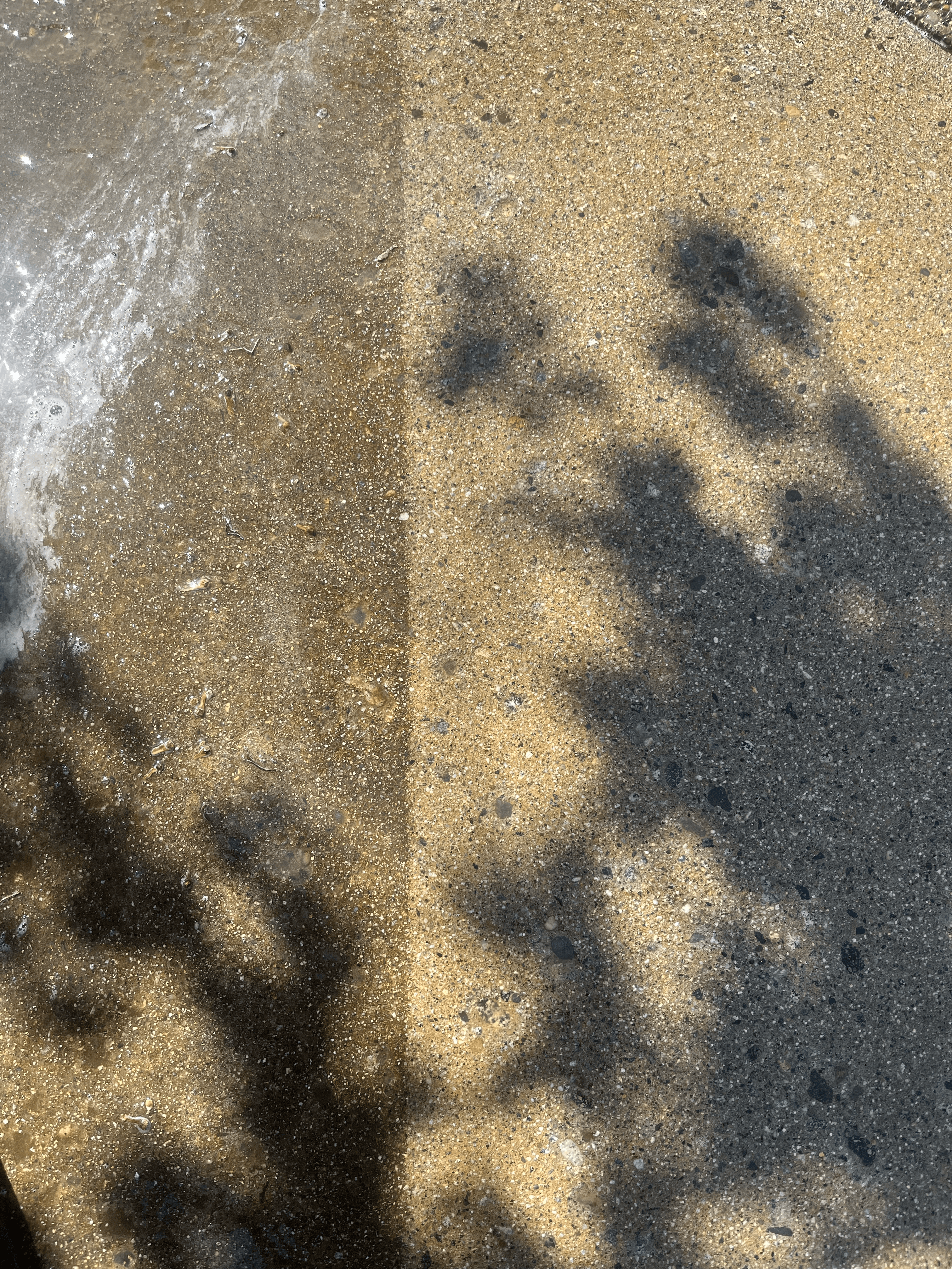 Dappled tree shadows on a wet and dry pebbled concrete surface near a foamy shoreline.